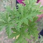 Pelargonium × asperum Hostoa