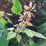 Acer spicatum Vrucht