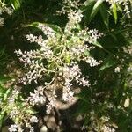 Aloysia citrodora 花
