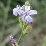 Plumbago europaea 花