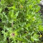 Centaurea benedicta Celota