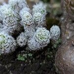 Mammillaria gracilis Leaf