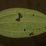 Miconia tschudyoides Leaf