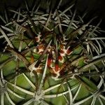 Melocactus intortus خشب