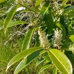 Prunus laurocerasus Kukka