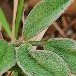 Indigofera volkensii Fuelha