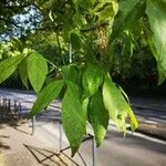 Staphylea trifolia Leaf