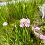 Armeria pinifolia Квітка