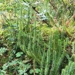 Lycopodium annotinum Yaprak