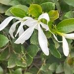 Carissa macrocarpa 花