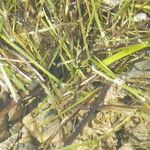 Zostera marina Hábito