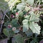 Rubus parvifolius Ліст