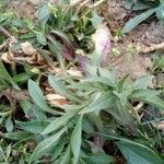 Silene secundiflora 叶