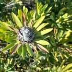 Protea caffra Virág