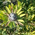 Protea caffra Flower