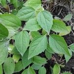 Philadelphus coronariusЛисток