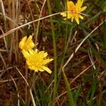 Microseris borealis ফুল