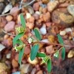 Euphorbia hyssopifolia Цветок