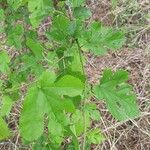 Morus rubra Leaf