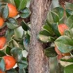 Cotoneaster horizontalis Bark