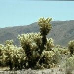 Cylindropuntia bigelovii Habit