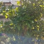 Corynocarpus laevigatus Folha