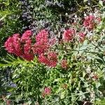 Centranthus ruberFlower