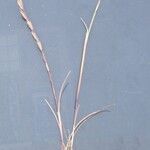 Vulpia unilateralis その他の提案