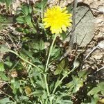 Crepis bellidifolia Natur