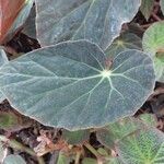 Begonia burkillii Fulla