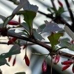 Berberis thunbergiiFleur