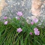 Linum viscosum Fiore