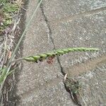 Urochloa eminii Blomma