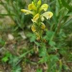 Pedicularis ascendens Flower