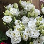 Eustoma exaltatum Cvet