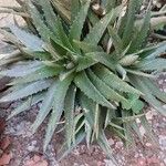 Dyckia brevifolia Лист