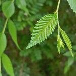 Ulmus pumila Leht