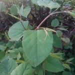 Reynoutria japonica Liść