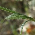 Verbena litoralis 樹皮