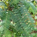 Sorbus koehneana Leaf