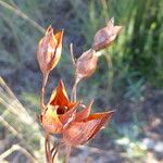 Tuberaria lignosa Frucht