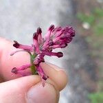 Fumaria schleicheri Flower