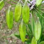 Agapanthus africanus Fruit