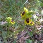 Ophrys luteaΆλλα