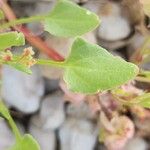 Rumex vesicarius Φύλλο