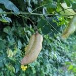 Colutea arborescens Fruto