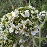Crambe tataria Flower