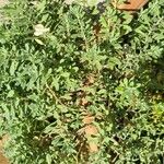 Alyssum montanum List