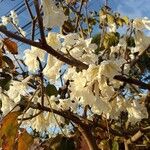 Tabebuia roseoalba Blomma