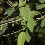 Desmodium procumbens Лист